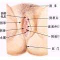 美女阴道口