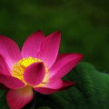 花漾集萃,探寻花卉之美，传承自然之韵